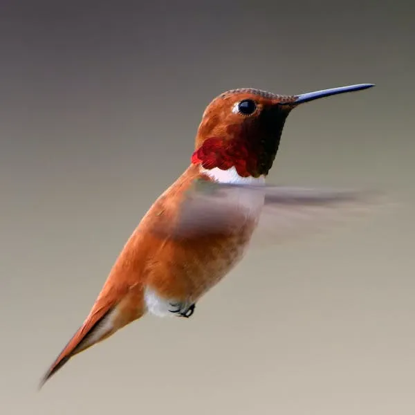 colibri